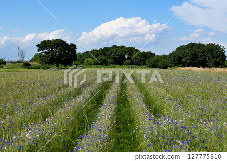 Cornflowers blooming in a park along the Sagami River Cornflowers blooming in a park along the Sagami River 127775810