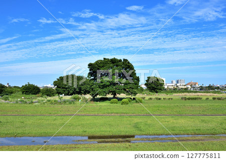 A shady, soothing space in a sunny park 127775811