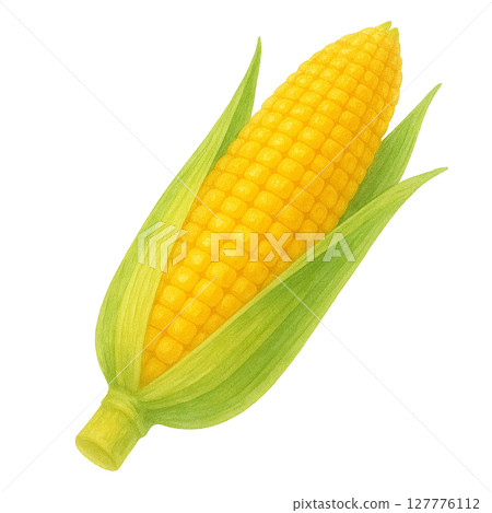 水彩風格玉米插圖 127776112
