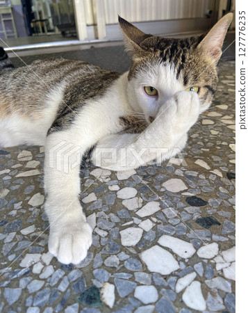 Photographing a pet cat grooming itself with its tongue Photographing a pet cat grooming itself with its tongue 127776235