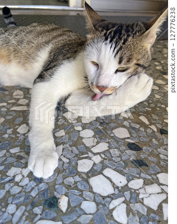 拍攝一隻寵物貓咪正在用舌頭理毛 拍攝一隻寵物貓咪正在用舌頭理毛 127776238