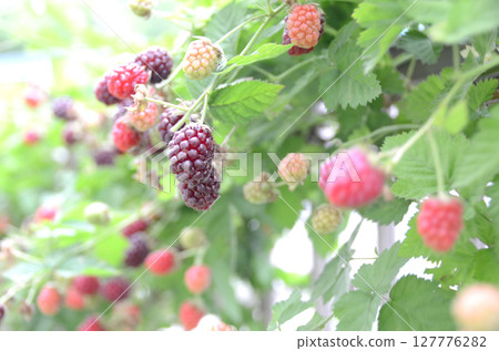Blackberries outdoors 127776282