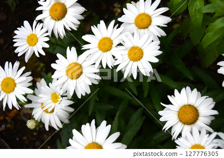 盛開的白色雛菊。背面材質 盛開的白色雛菊。背面材質 127776305