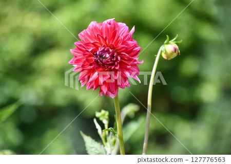 Dahlia 'Emory Paul' Dahlia 'Emory Paul' 127776563