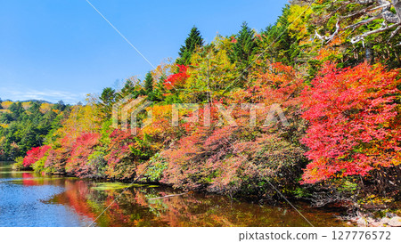 Shirakoma pond in autumn 127776572