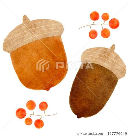 Acorns watercolor illustration Acorns watercolor illustration 127776649