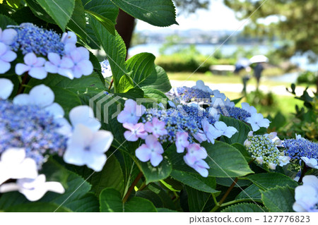 透過繡球花可以看到撐著陽傘的女人 透過繡球花可以看到撐著陽傘的女人 127776823