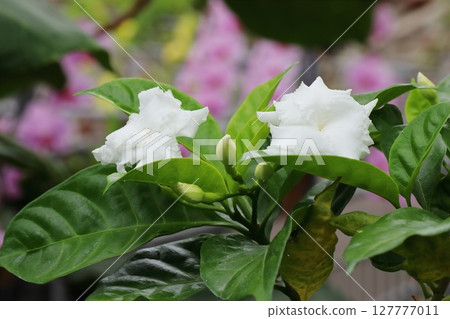 白色向日葵花 127777011