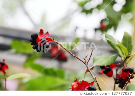 米老鼠樹上有紅色和黑色的果實 米老鼠樹上有紅色和黑色的果實 127777027
