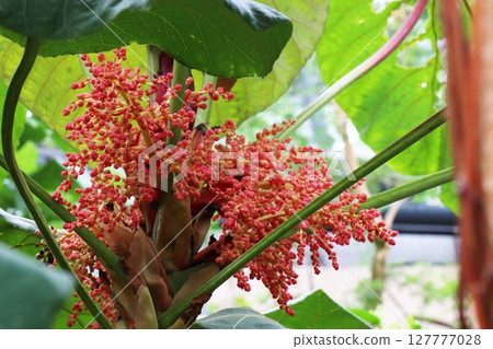 血桐屬小紅花 血桐屬小紅花 127777028
