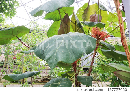 Macaranga small red flower 127777030