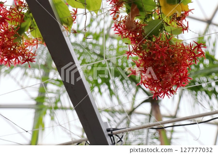 紅小石昆石花 127777032