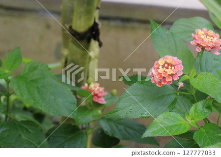 粉紅色花馬纓丹 127777033
