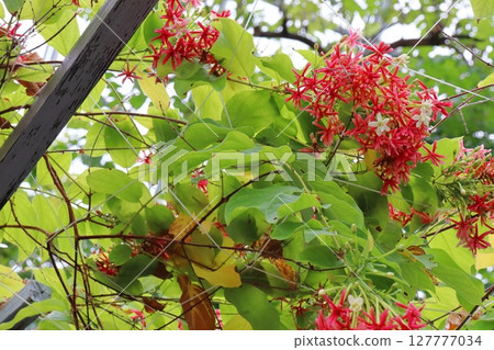 紅小石昆石花 127777034