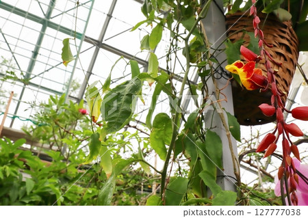 Thunbergia mysolacea 花開始綻放 127777038
