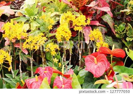 黃色開花的石蒜和紅色的紅掌 黃色開花的石蒜和紅色的紅掌 127777050