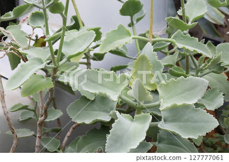 White-leaved Kalanchoe behalensis 127777061