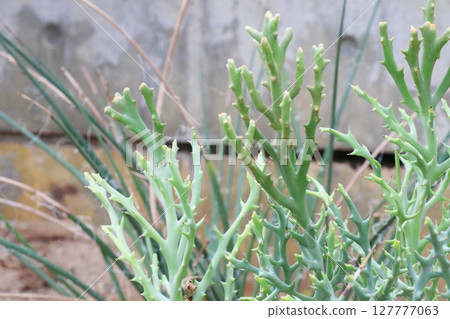 多肉植物大戟 多肉植物大戟 127777063