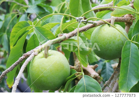 White sapote fruit on a tree White sapote fruit on a tree 127777073