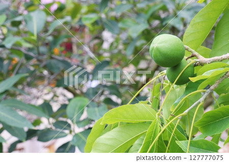 White sapote fruit on a tree White sapote fruit on a tree 127777075