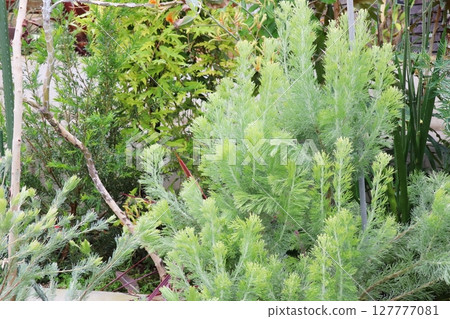 Australian native silverleaf Adenanthus woolly bush 127777081