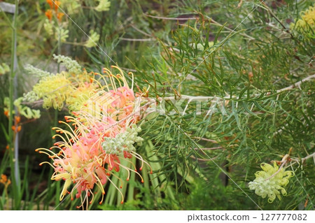 桃奶油銀樺,一種原產於澳洲的獨特花卉 桃奶油銀樺,一種原產於澳洲的獨特花卉 127777082