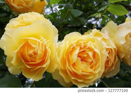 Yellow Rose Graham Thomas 127777100