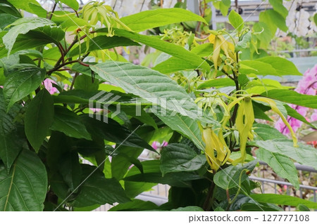 依蘭花樹，開著奇特的黃色花朵 127777108