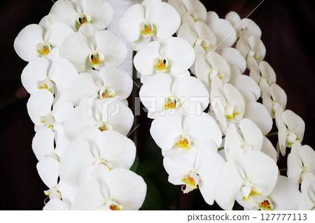 白蘭花 白蘭花 127777113