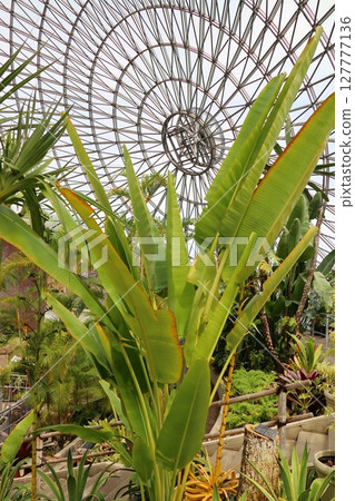 葉子很大的亞洲捲心菜 127777136