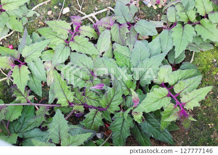 紫莖金努拉 127777146