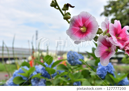 Hollyhocks and hydrangeas bloom on the banks of the Koide River in Chigasaki Hollyhocks and hydrangeas bloom on the banks of the Koide River in Chigasaki 127777200