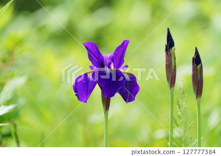 Iryo in full bloom 127777384