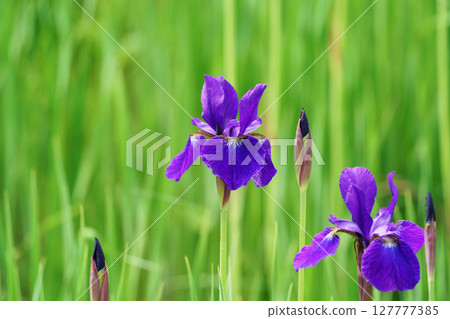 Iryo盛開 127777385