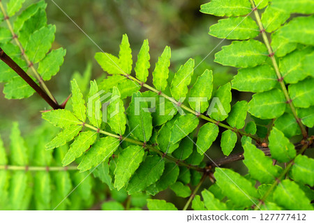 Kinome (potted plant) 127777412