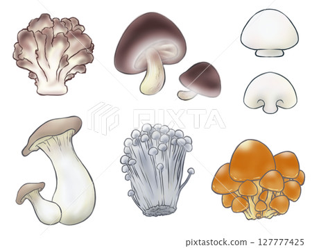Mushroom illustration 127777425