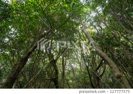 初夏的五島諸島，長崎 127777575