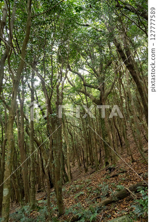 初夏的五島諸島，長崎 127777589