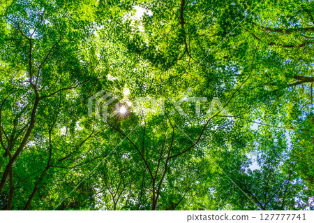 Forest of green leaves and rays of light Forest of green leaves and rays of light 127777741