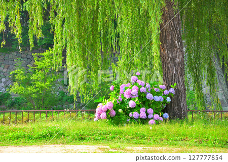 Scenery with hydrangea 127777854