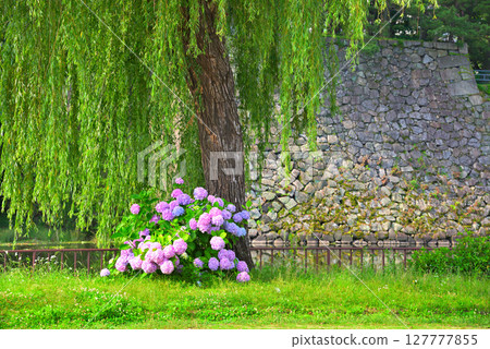 繡球花的風景 127777855