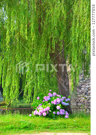 Scenery with hydrangea 127777858
