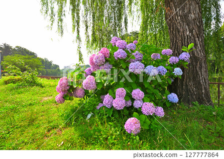 Scenery with hydrangea Scenery with hydrangea 127777864