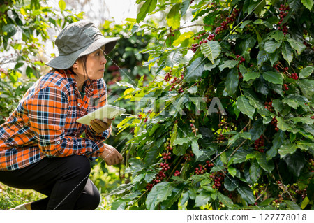 Farmer concept harvest hand ripe coffee seed robusta arabica berry close up fresh green leaf bean picking orange crop red yellow berries raw plant tree farm growth blur background eco organic garden 127778018