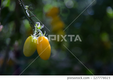 Smart farming techniques hydroponic salad vegetables technology tomato red green ensuring fresh sustainable produce agriculture promotes healthy eating support farmer living local community non gmo 127778023