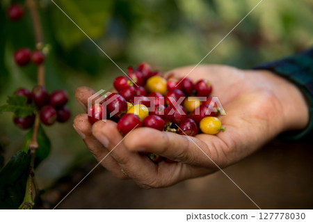 Farmer concept harvest hand ripe coffee seed robusta arabica berry close up fresh green leaf bean picking orange crop red yellow berries raw plant tree farm growth blur background eco organic garden 127778030