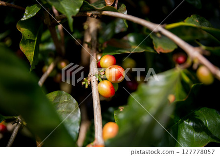 Farmer concept harvest ripe coffee seed robusta arabica berry close up fresh green leaf bean picking orange crop red yellow berries raw plant tree smart farm growth blur background eco organic garden 127778057