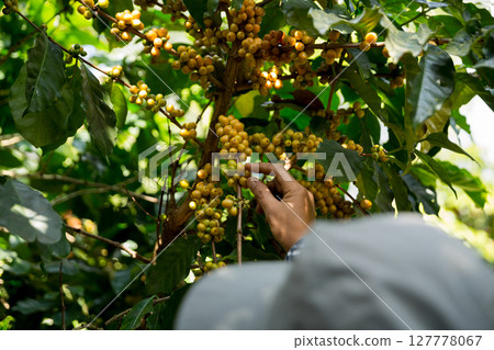 Farmer concept harvest hand ripe coffee seed robusta arabica berry close up fresh green leaf bean picking orange crop red yellow berries raw plant tree farm growth blur background eco organic garden Farmer concept harvest hand ripe coffee seed robusta arabica berry close up fresh green leaf bean picking orange crop red yellow berries raw plant tree farm growth blur background eco organic garden 127778067