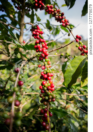 Farmer concept harvest ripe coffee seed robusta arabica berry close up fresh green leaf bean picking orange crop red yellow berries raw plant tree smart farm growth blur background eco organic garden Farmer concept harvest ripe coffee seed robusta arabica berry close up fresh green leaf bean picking orange crop red yellow berries raw plant tree smart farm growth blur background eco organic garden 127778079