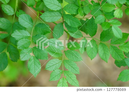 野玫瑰葉 野玫瑰葉 127778089